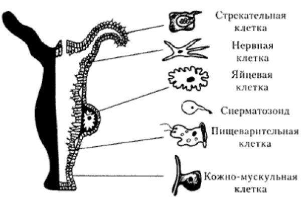 Аутентификатор кракен